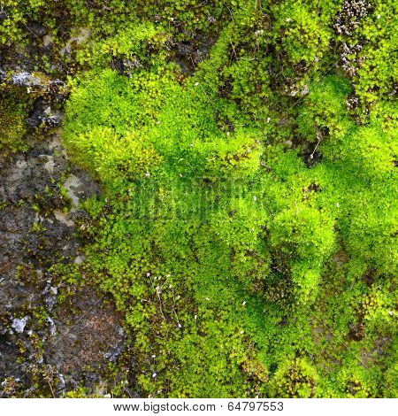 Moss On Wall