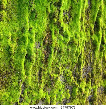 Moss On Wall