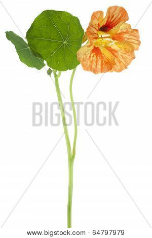 Nasturtium