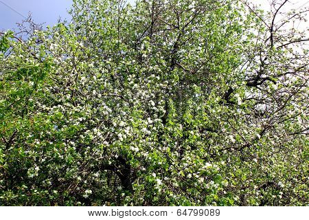blossom apple tree