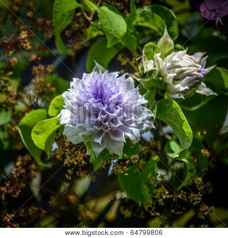 Clematis
