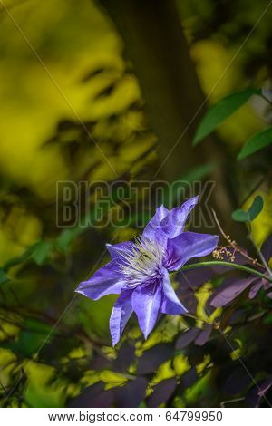 Clematis