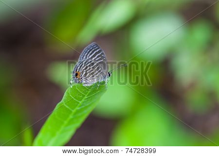 A Grey Spotted Butterfly Perches On A Green Leaf