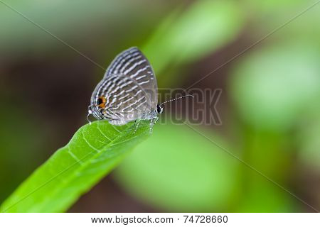 A Grey Spotted Butterfly Perches On A Green Leaf