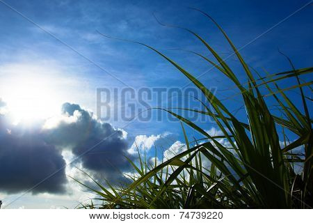 Adan, Pandanus tectorius, and sun