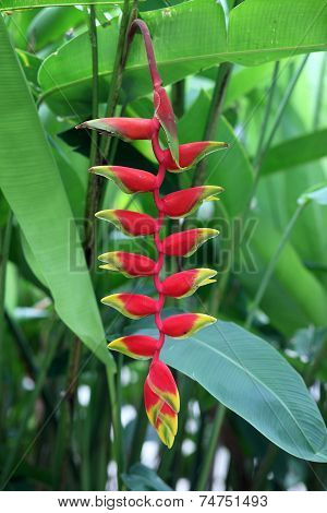 Red flower.Red heloconia flower  on the graden.
** Note: Soft Focus at 100%, best at smaller sizes