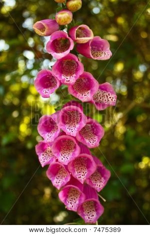 Campanelli. Fiore colombiano