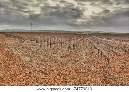 Autumn Vineyard Field After The Harvest