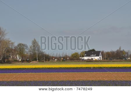 Tulip Farm, netherlads