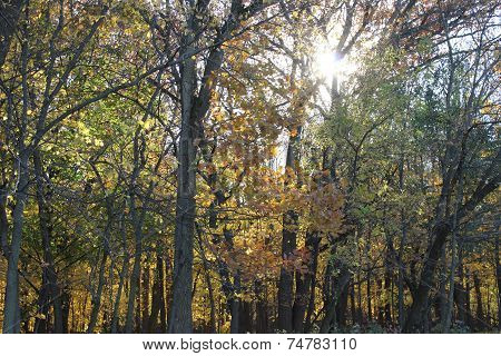 Sun through the tree tops