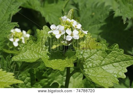 Garlic Mustard