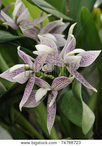 Garcia's Prostechea Orchid