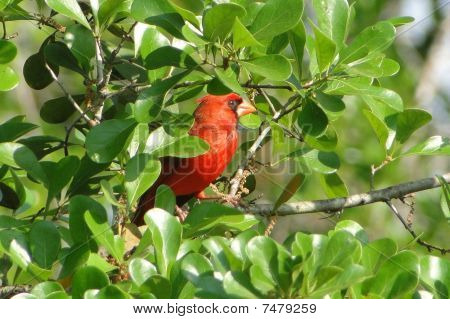 Cardenal de hombre en los arbustos