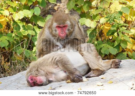 Japanese Macaques Grooming