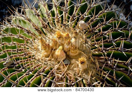 View of the green flesh and needles of a cactus plant