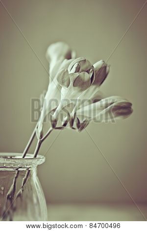 Freesia flowers