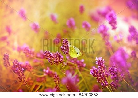 White butterfly on beautiful lavender