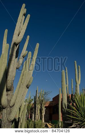 Cactus in organ pipe. Botanical garden in México