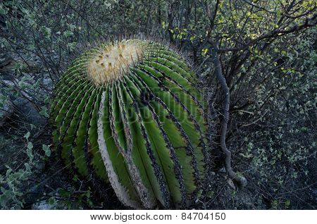 Cactus