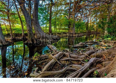 Fall Foliage on Cibolo Creek, Texas.