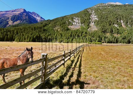Headwaters National Park Krimml. Rural idyll. Farm fields separated from the dirt road the low fence made of logs. On the shore stands the rustic horse