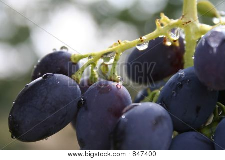 Manojo de macro de uvas azul