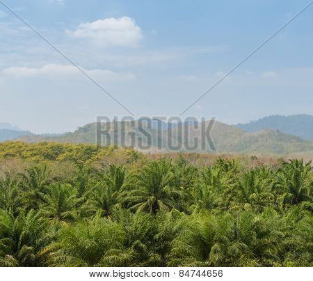 Oil Palm Tree In Thailand