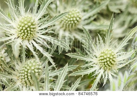 Thistle flowers