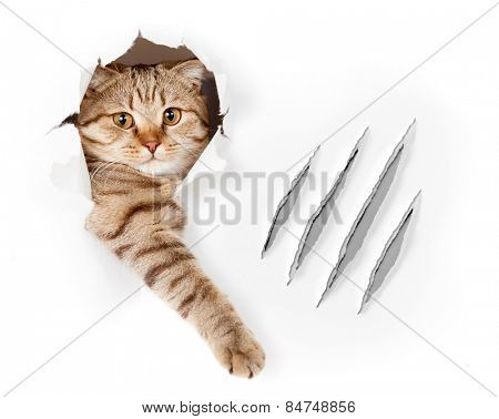Funny cat in wallpaper hole with claw scratches isolated