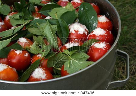 tomates con hojas de grosella y sal en una cacerola grande con brazo