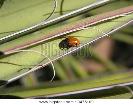 夫人在植物上的 Bug