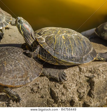 Turtle Sanctuary At Shitennoji Temple In Osaka