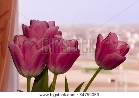 Pink Tulips