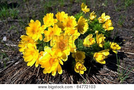 Adonis