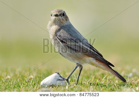 black redstart in natural habitat (phoenicurus ochruros)