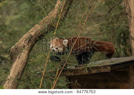 Red panda (fire fox) eating bamboo.