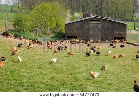 France, Poultry Farming In Brueil En Vexin