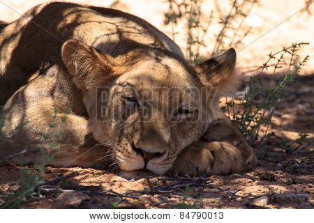 Lion Close Up
