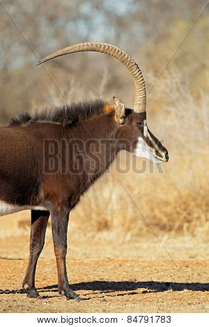 Male sable antelope (Hippotragus niger) with magnificent horns, South Africa