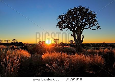 Quiver trees (Aloe dichotoma) and golden grasses at sunrise, Namibia