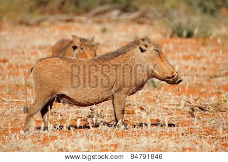 Two warthogs (Phacochoerus africanus) in natural habitat, South Africa