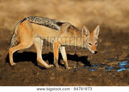 A black-backed jackal (Canis mesomelas) at a waterhole, Kalahari desert, South Africa