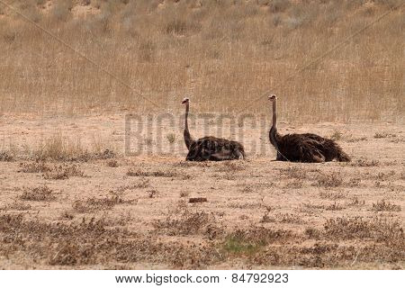 Couple Of Ostrichs