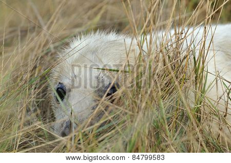 Atlantic Grey Seal Pup