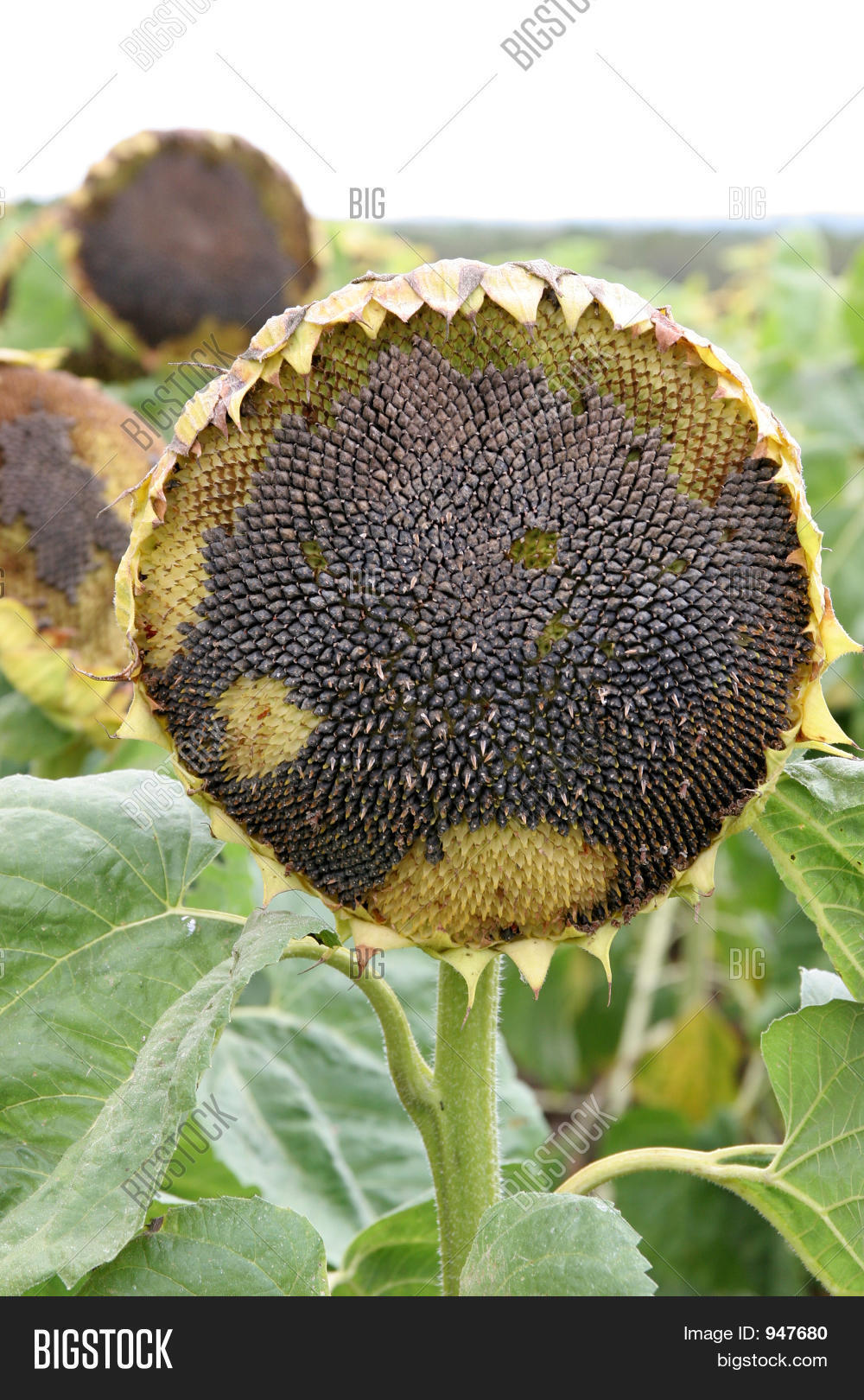 Dying Sunflower Image & Photo (Free Trial) Bigstock
