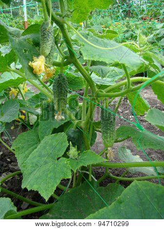 Cucumber