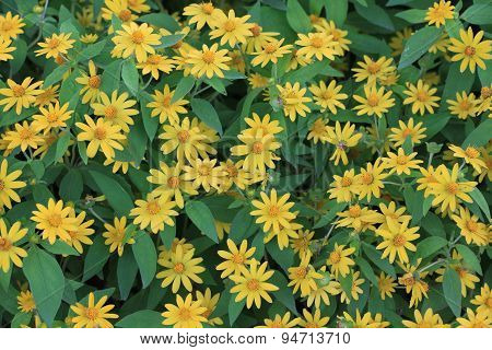 Wedelia trilobata flower textture background.