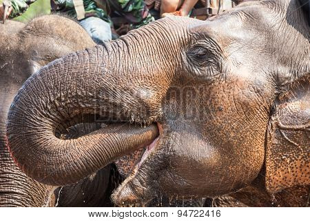 Water Drinking Elephant