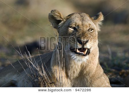 Lioness ที่จะโกรธ