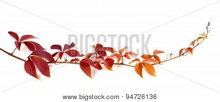 Twig Of Autumn Multicolor Grapes Leaves